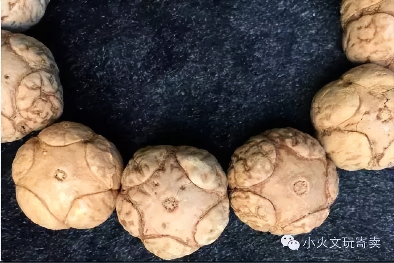 凤眼菩提最好的盘玩方法,多大的凤眼菩提最好