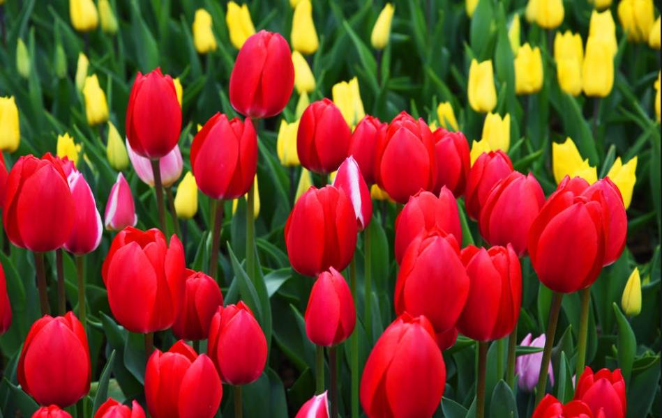 满心欢喜郁金香,痴情郁金香