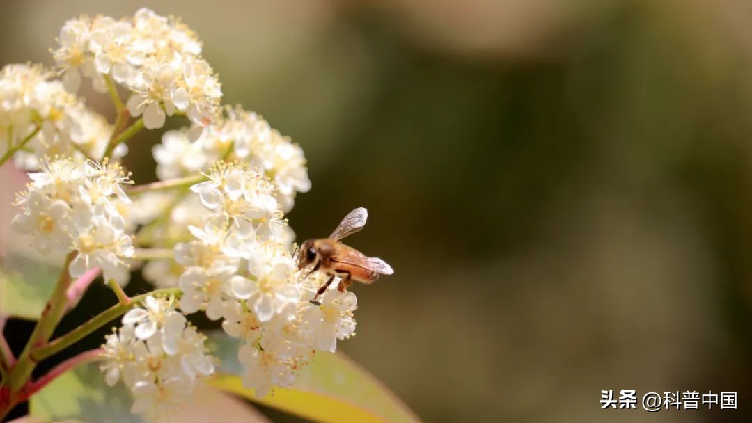 石楠花很臭为什么满大街都种呢,石楠花好臭为什么满大街都种