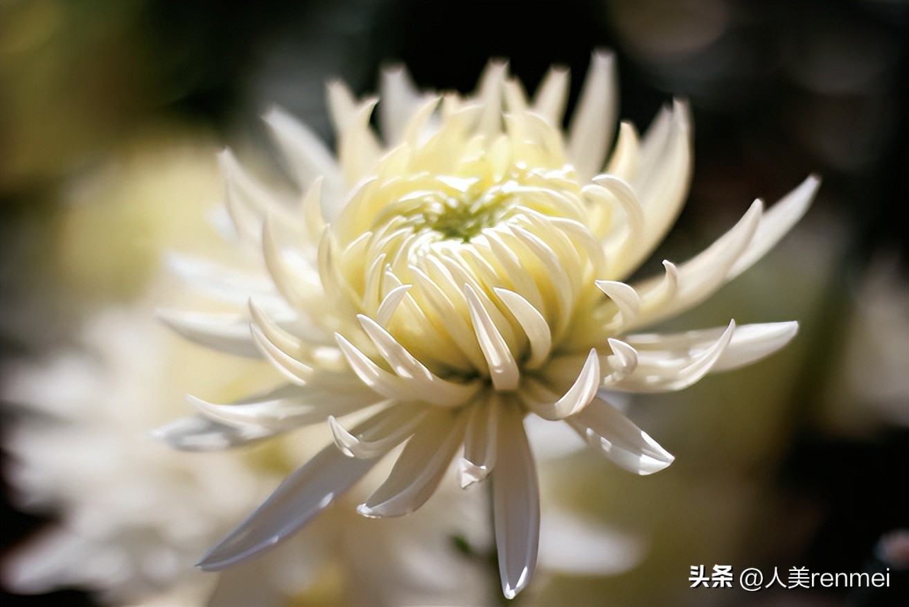 每周一堂美育课|《花中君子——菊》