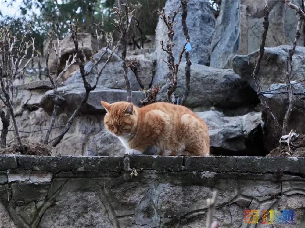 故宫御猫最火的猫,北京故宫的猫为什么叫御猫