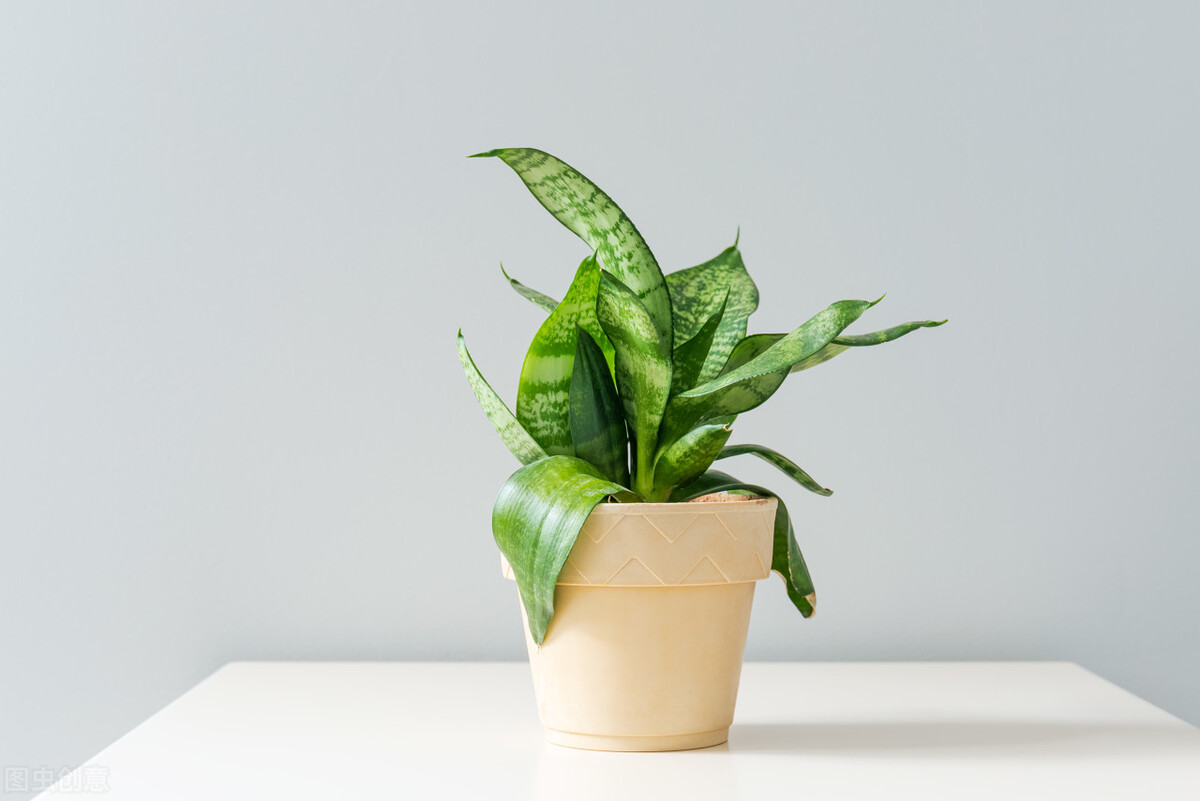 白糖加上酵母粉,蚊子来多少灭多少,家里蚊子统统消失,真好用