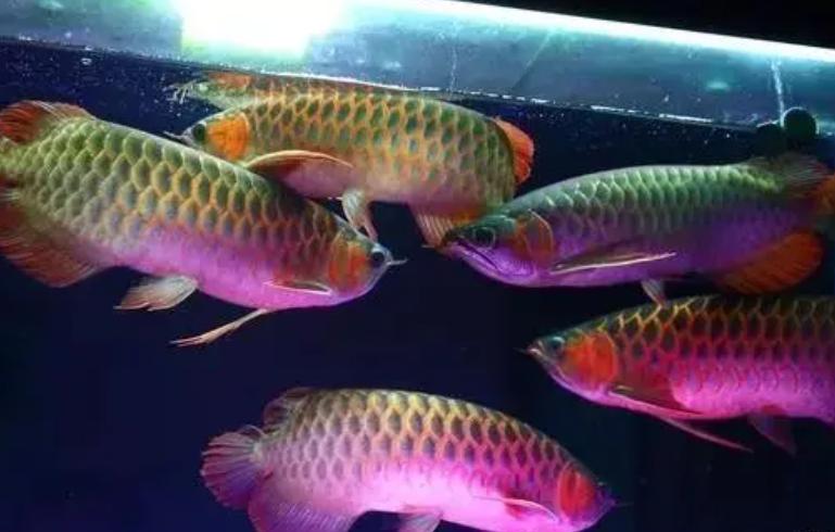 龙鱼不吃饲料怎么办,龙鱼缸放了清道夫龙鱼不吃食