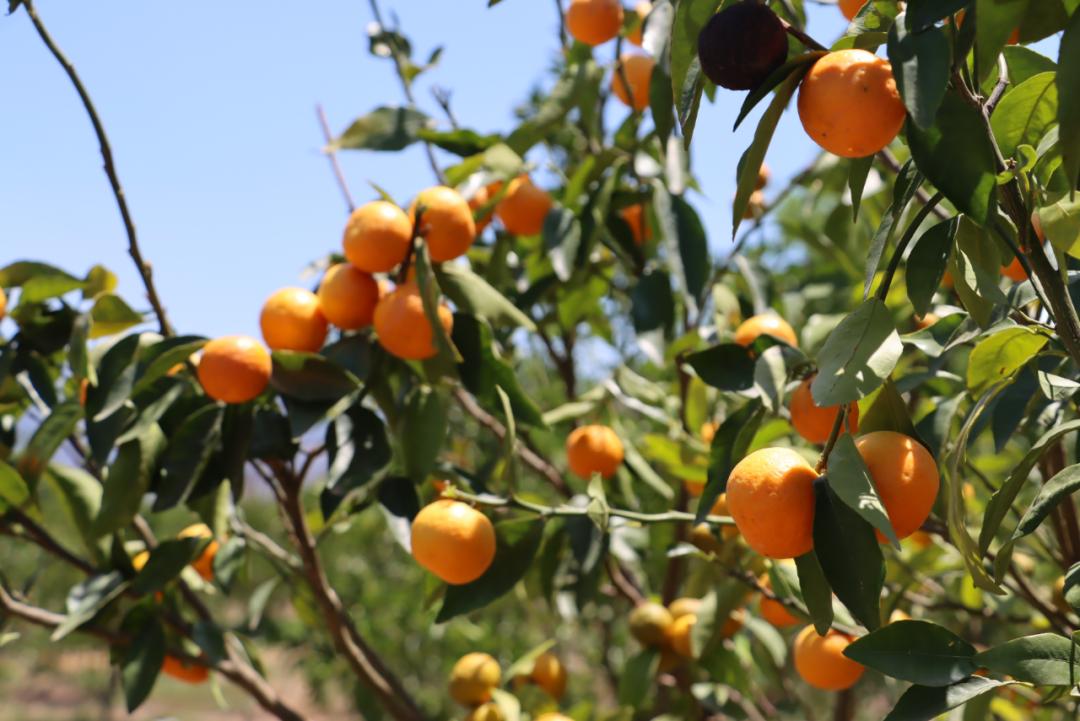 走进乡村看发展盐源县田湾乡：在山水之间谋振兴之路