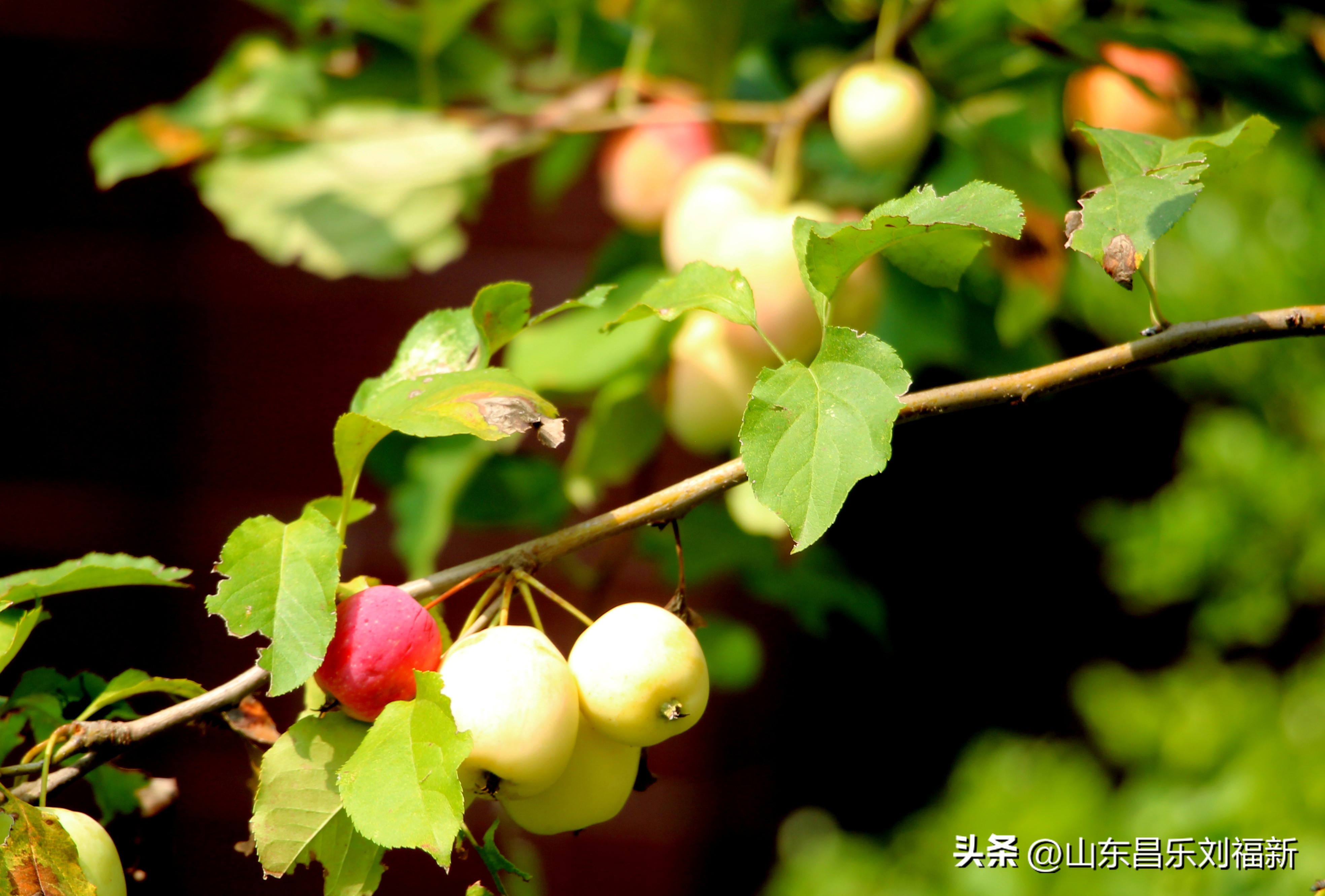 碧水龙庭深圳7栋4单元,顺光风景片拍摄