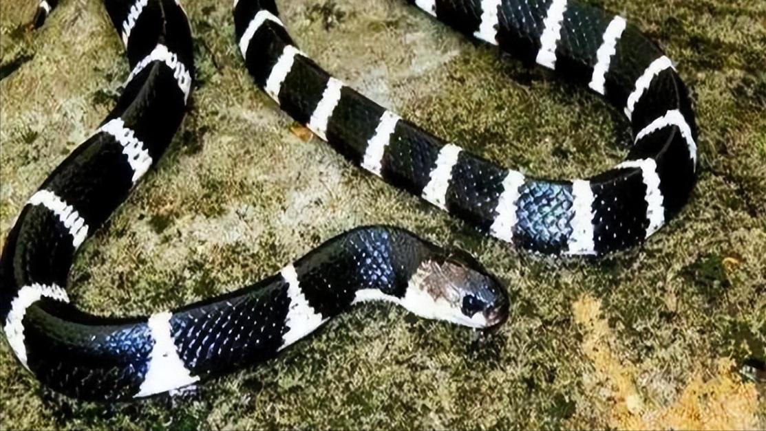 中国十大毒蛇纪录片完整版,中国哪个省毒蛇多