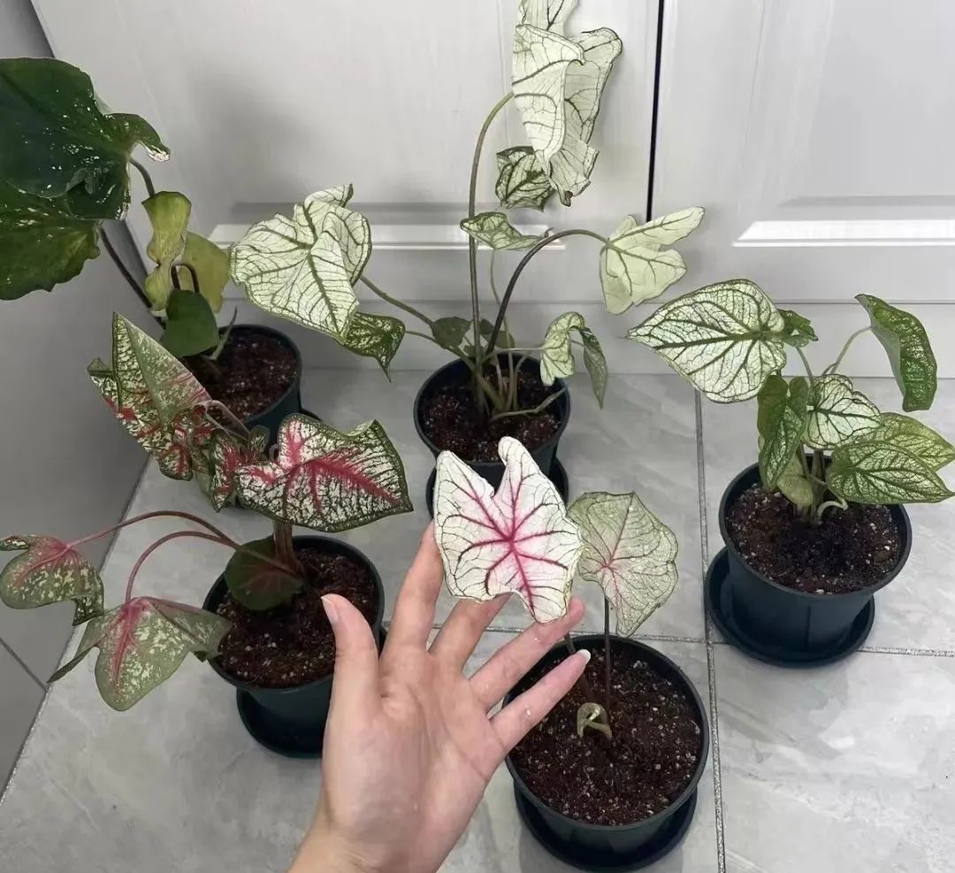 哪些花适合室内养且无毒,超好养的3种花花