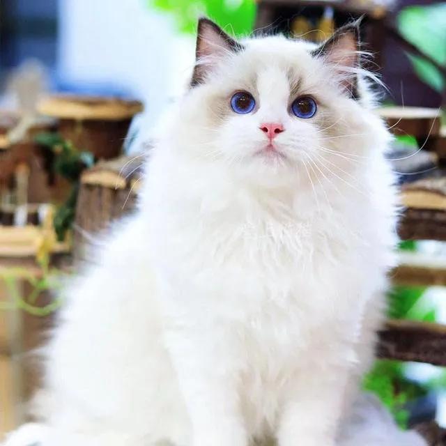 布偶猫的五大特征,怎么才能看出是纯种的布偶猫