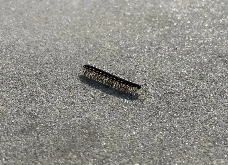 千足虫马路上聚集什么原因,千足虫成都