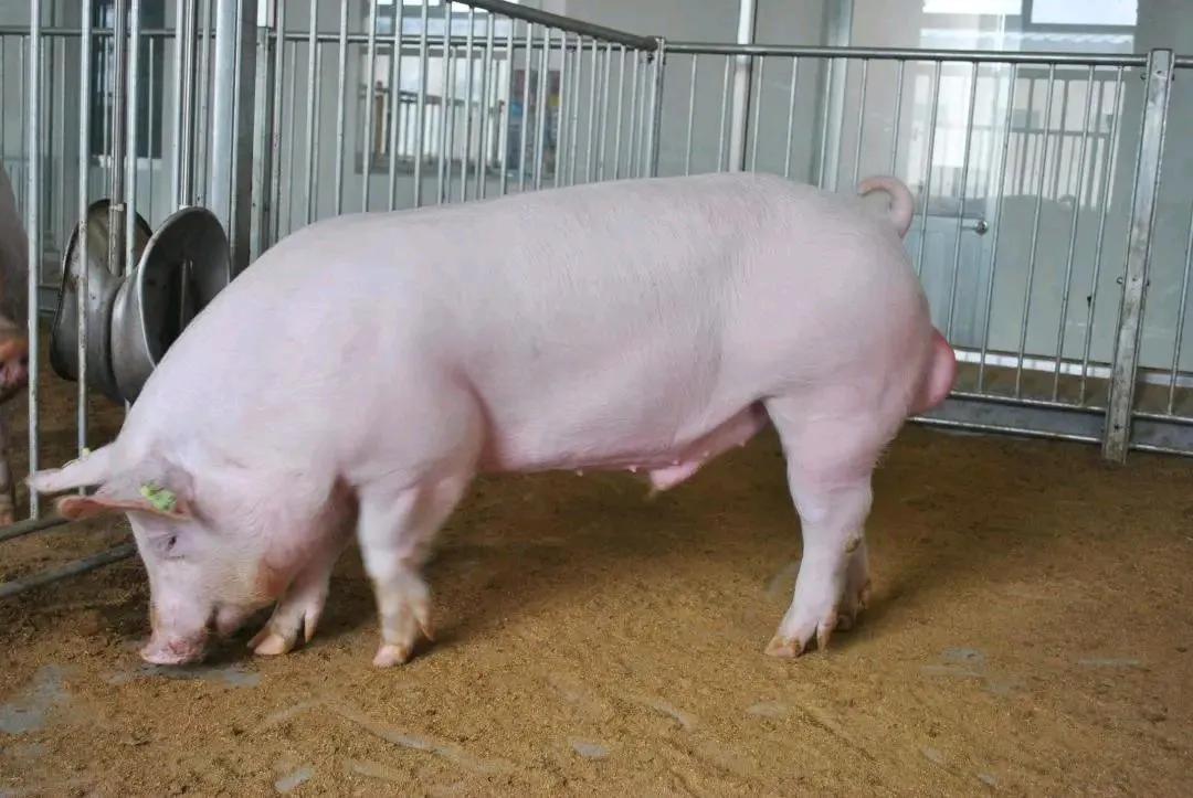 提高母猪产奶量,母猪配准前怎么管理