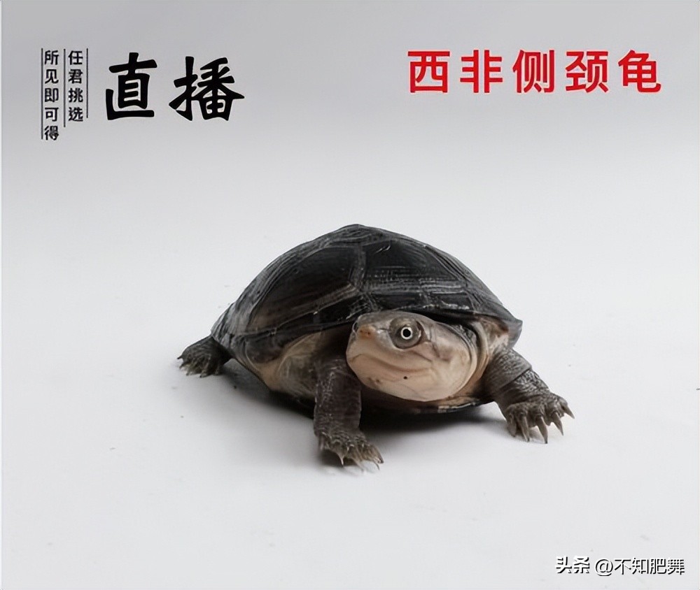 直播卖龟的平台有哪些,淘宝直播卖龟蛋