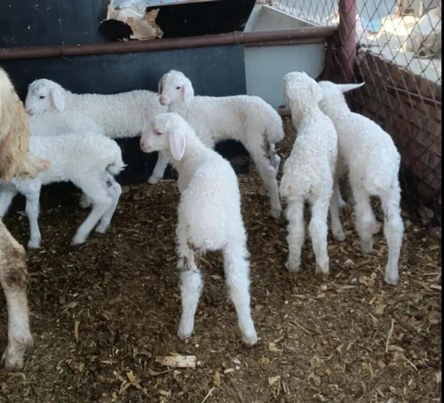 羊发热怎样治疗养羊常见病,养羊常见50种病