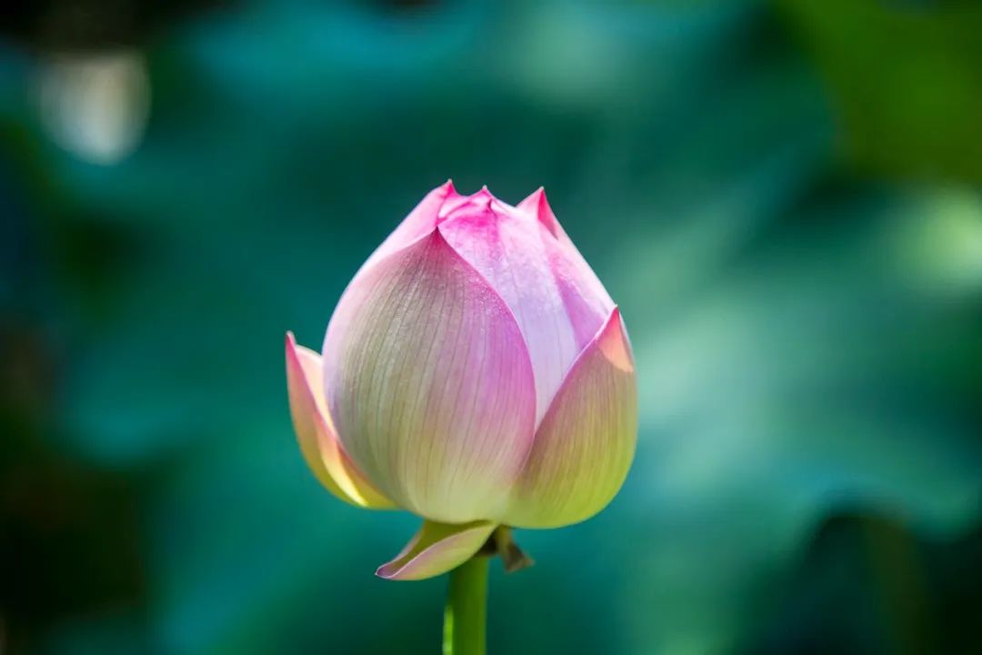 五首最美荷花诗词送你清凉一夏,30首荷花诗词唯美整个夏天