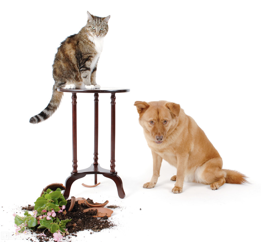 上班了猫咪一个人在家怎么办,猫咪在家找不到了怎么办