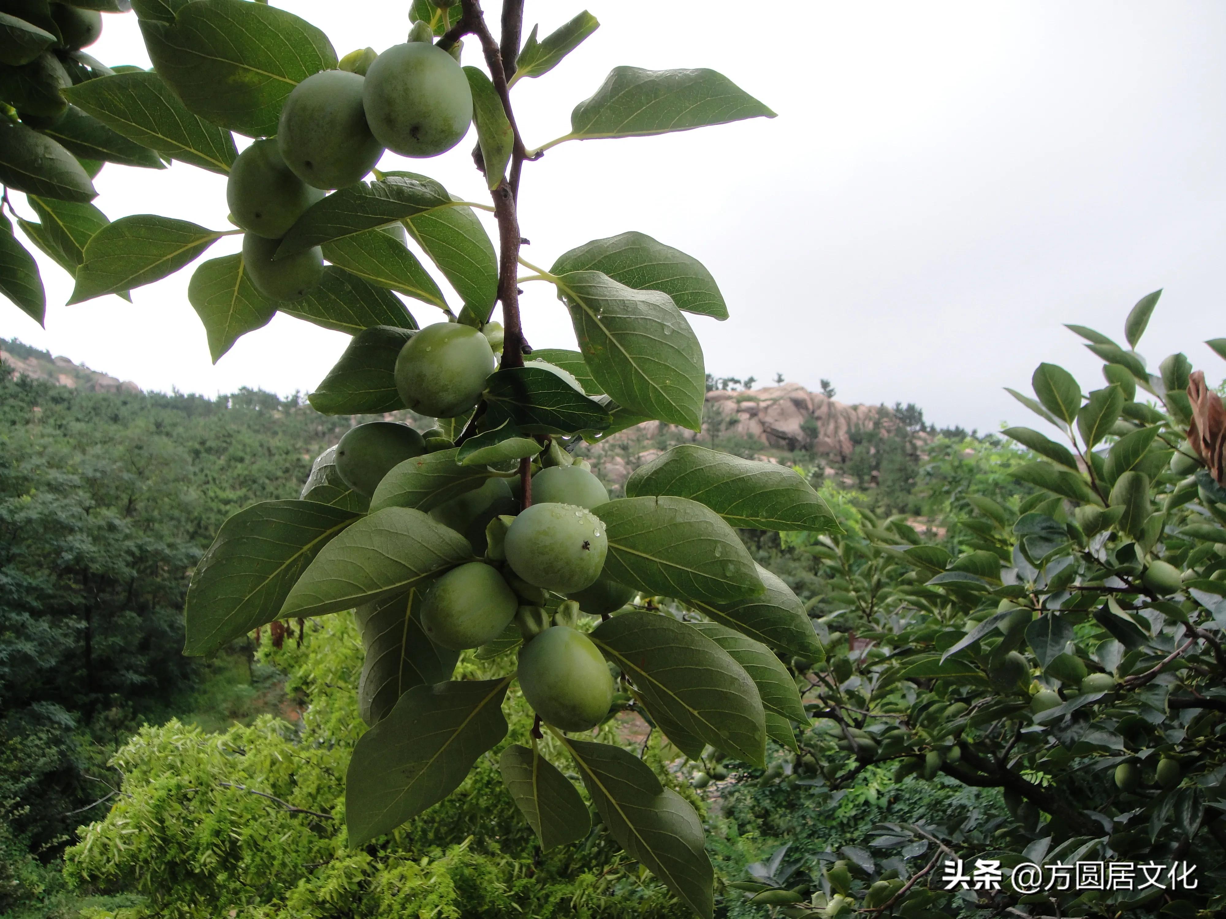 这些方言你真的能听懂吗,即墨方言怎么说的