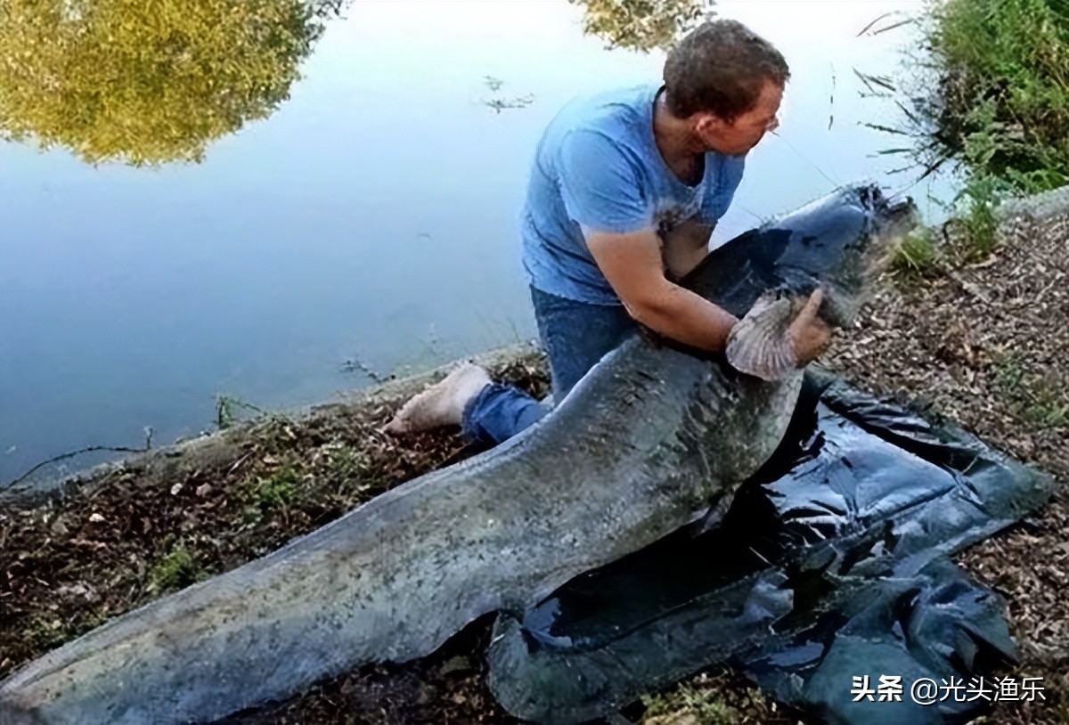 十大淡水超大型鱼类,十大大型淡水鱼类