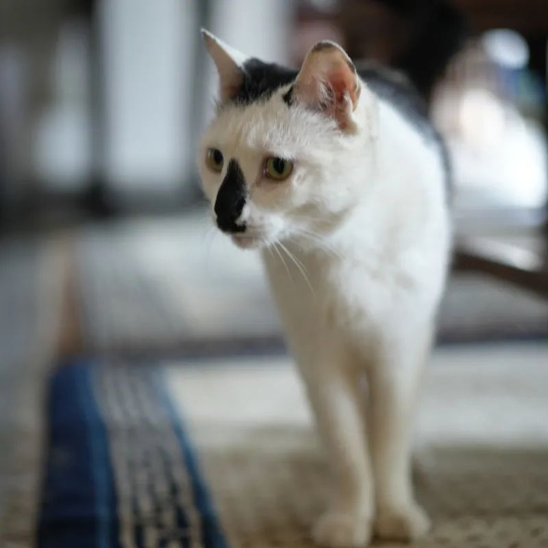 让小猫咪来治愈你,小猫咪可以治愈一切不开心的事情