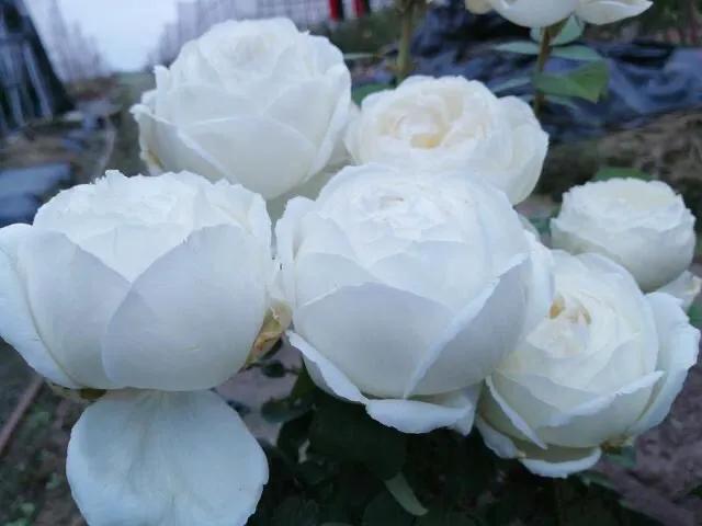 白花月季汇粹：白雪公主、藤冰山、婚礼之路、波莱罗、加百列