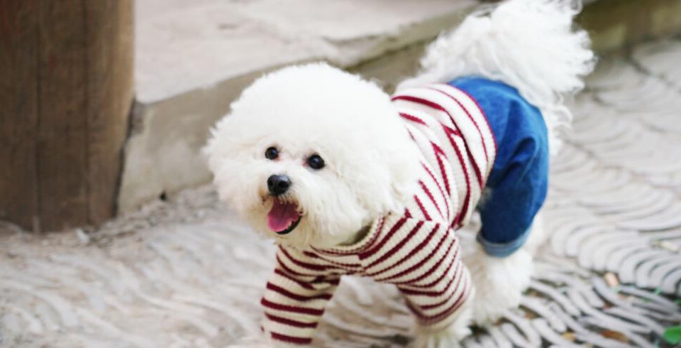 怎么培养比熊独立睡觉,如何训练让比熊狗狗更聪明