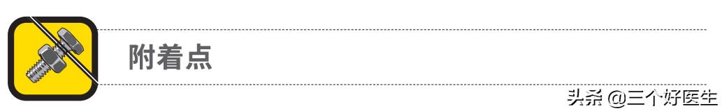 提上唇肌与颧小肌,颧小肌和上唇提肌怎么练