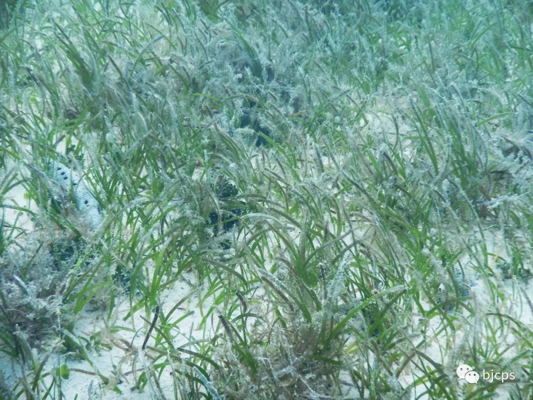 塞班岛免签政策45天还是14天,为什么塞班岛免签