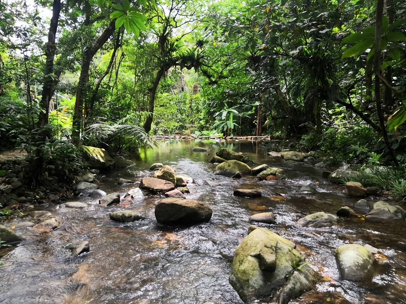 热带雨林是地球之肺教学视频,热带雨林是开发还是保护