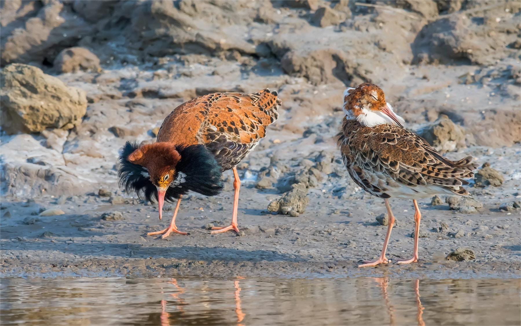牛津女博士研究百种动物,女博士研究一百多种动物