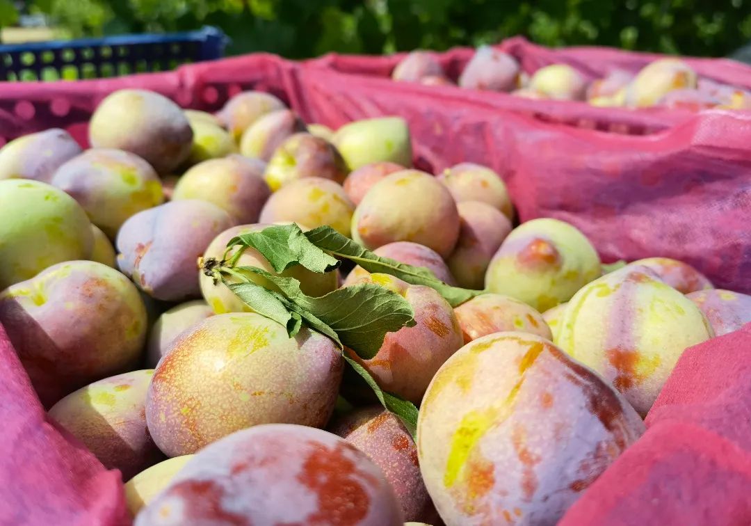 “快递+商贸”一体化服务——“圆通的快递车开进了桃形李果园”