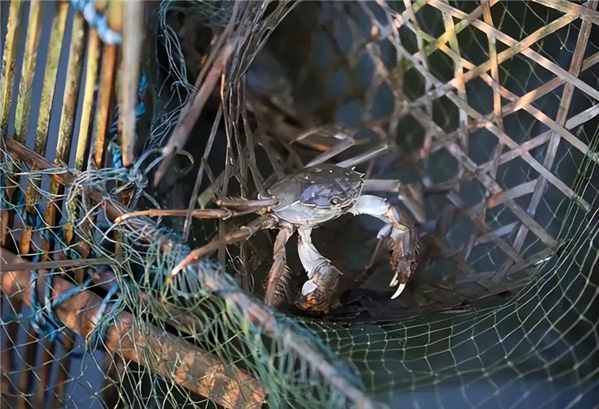 海蟹中什么蟹最好吃,现在吃海蟹好还是河蟹好