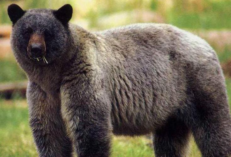 中俄关系超越冷战时期,中俄合作再提速贸易额突破2500亿