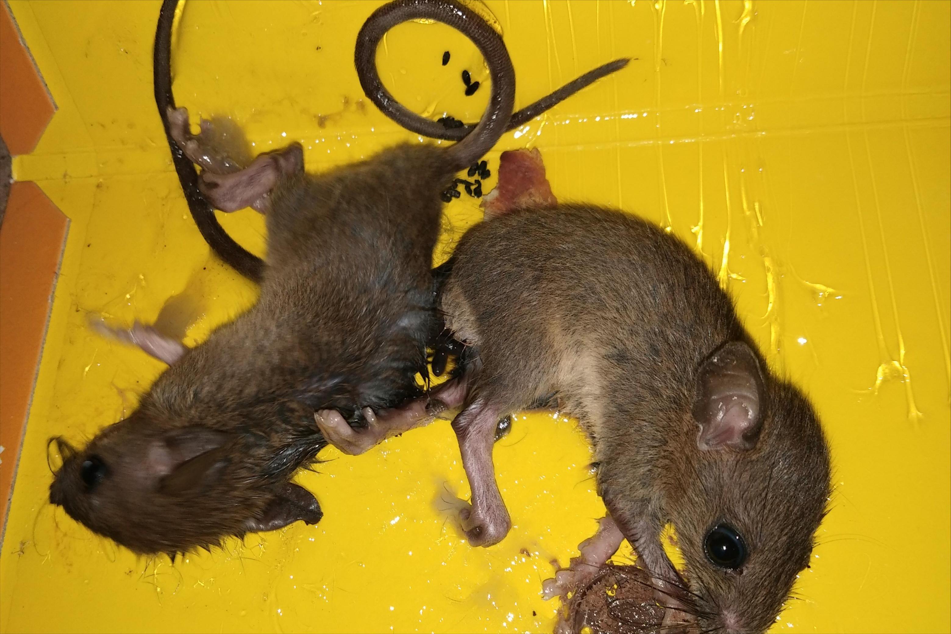 老鼠喜欢吃什么诱饵,老鼠喜欢吃什么食物诱饵灭鼠