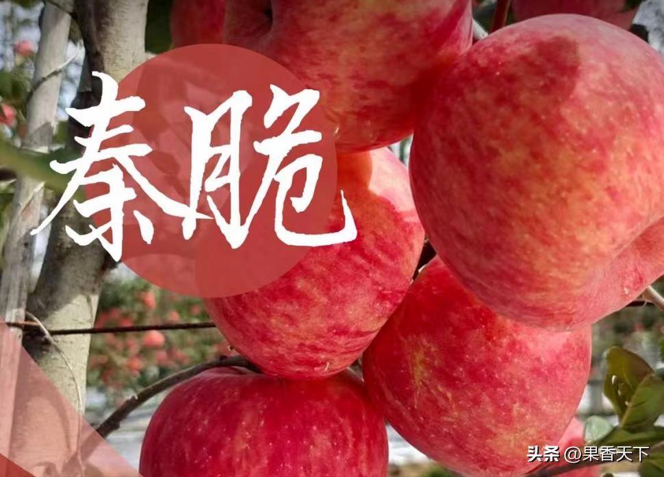 众成三号苹果新品种,最新最全苹果新品种