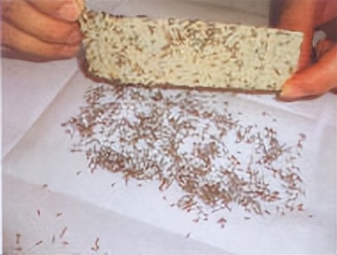 飞蚁防治小妙招,收获蚁怎样保产