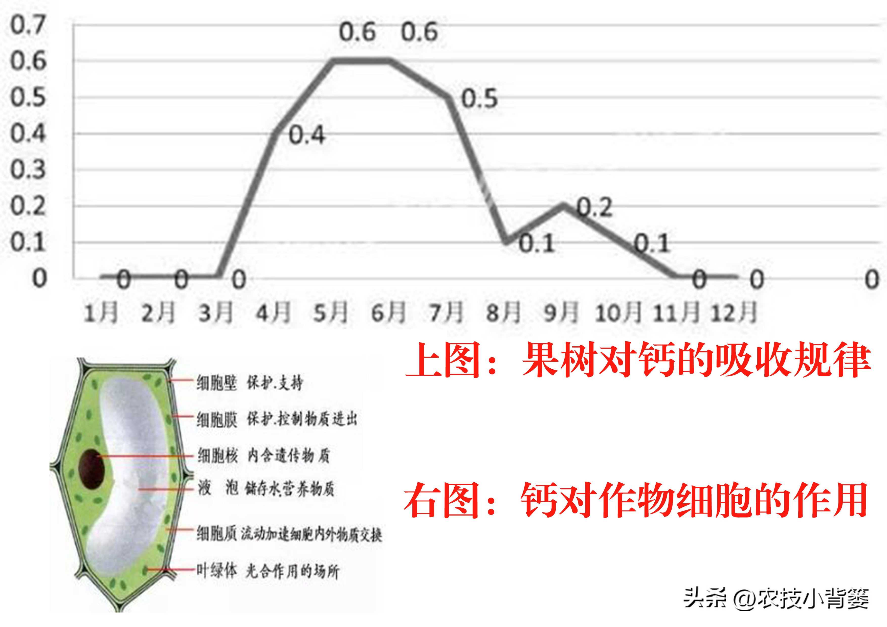 果树缺钙吃什么钙肥好,哪种肥料容易引起钙流失