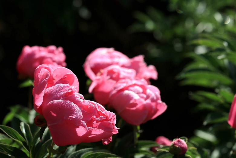 芍药牡丹的诗句,芍药的诗词鉴赏