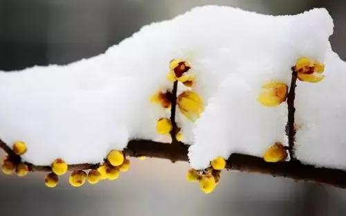 皑如山上雪皎若云间月拼音,皑如山上雪皎若云间月寓意