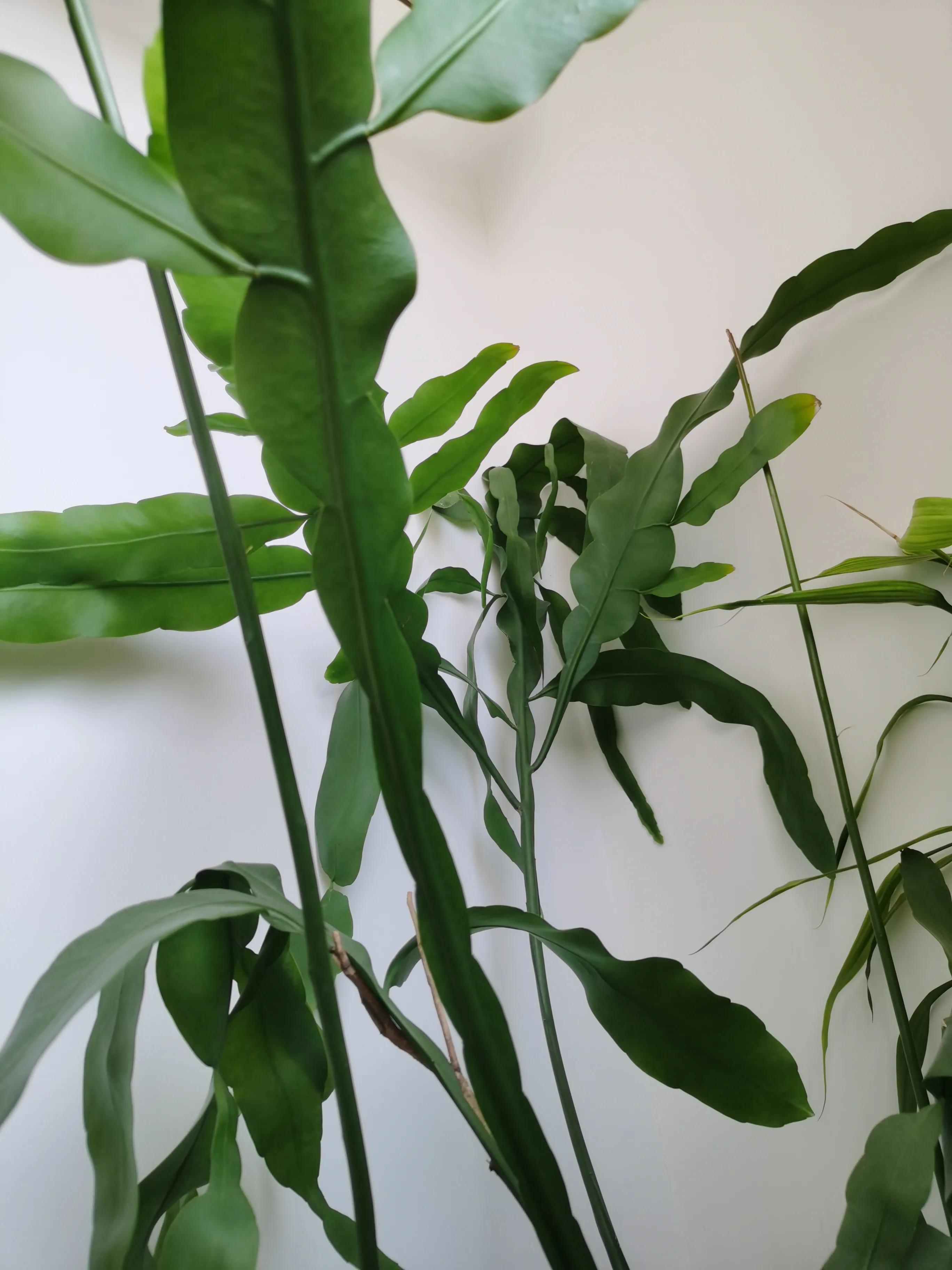 月下美人昙花一现,月下美人昙花苗