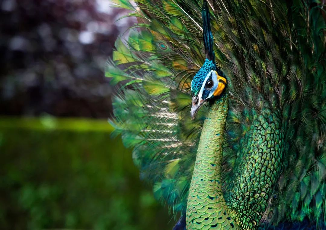 鸡窝真能飞出“凤凰”！安徽居民家中惊现大鸟，专家竟认错物种？