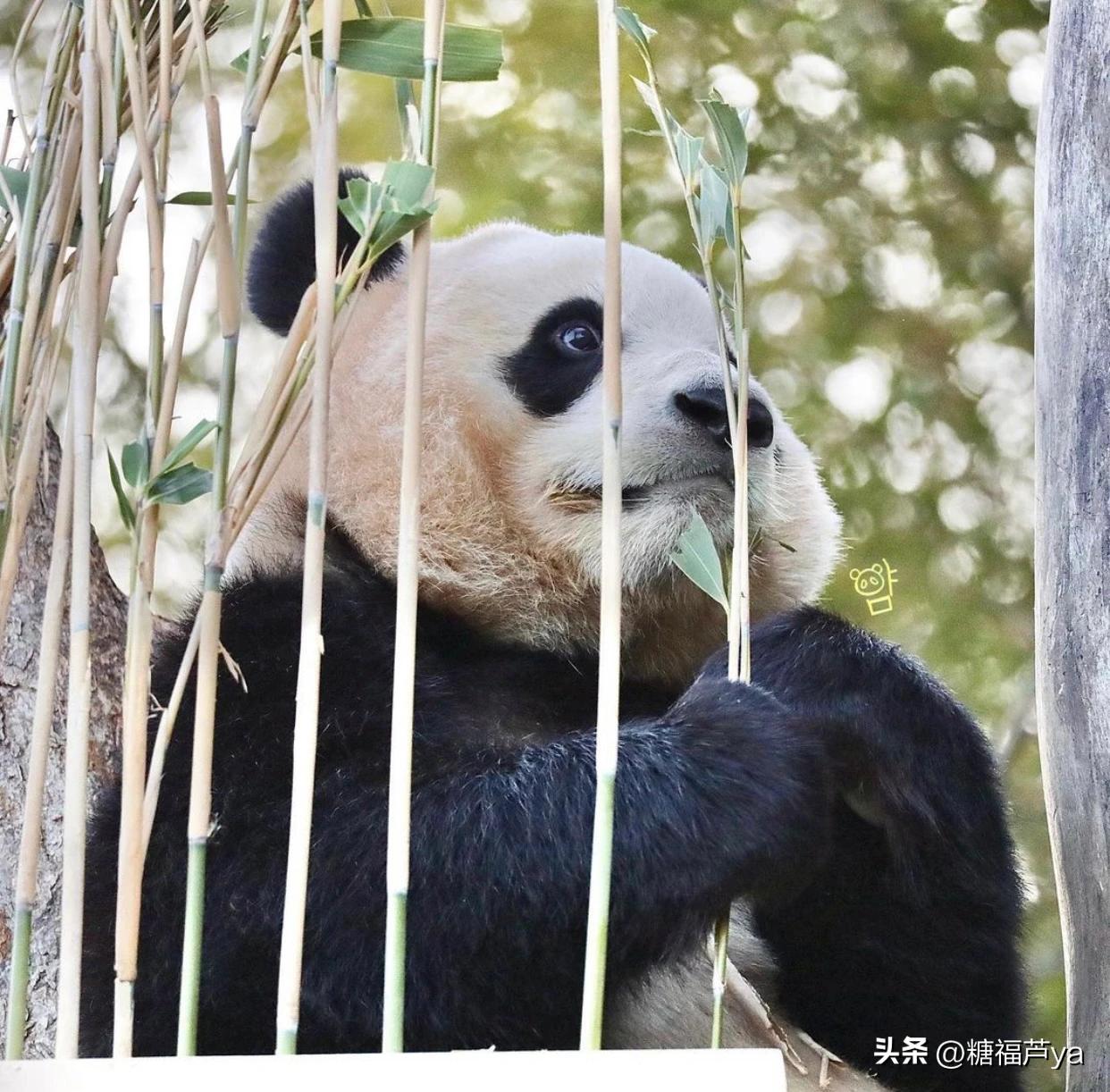 那些证明福宝是人的证据——毛皮大衣下是个小人精