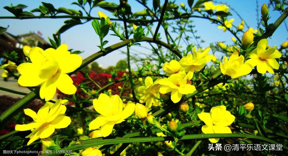 2023中考作文猜题——我在春天里——（附学生满分习作22篇）