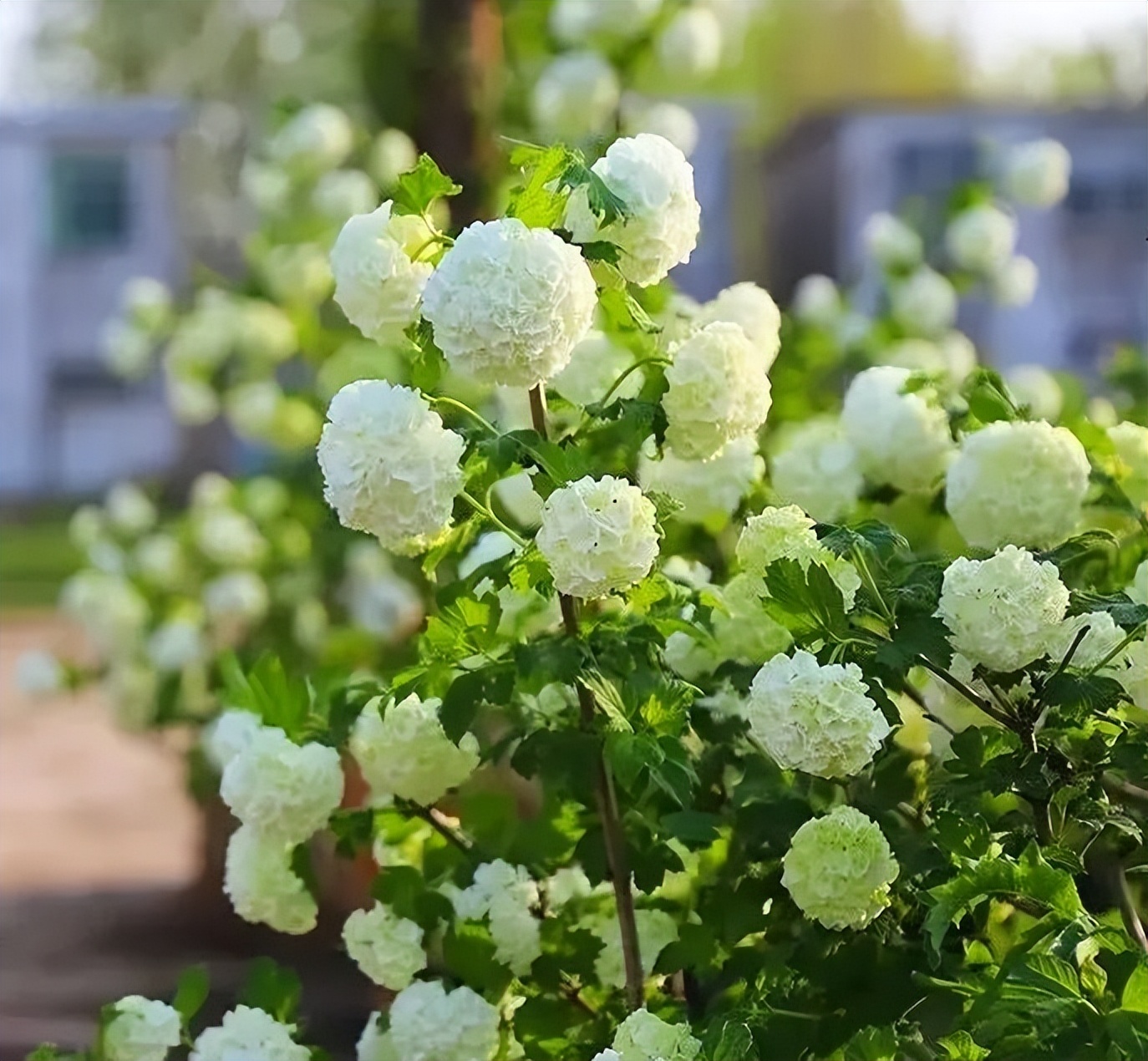 绣球花养护知识,夏天未开花的绣球10月怎么养护