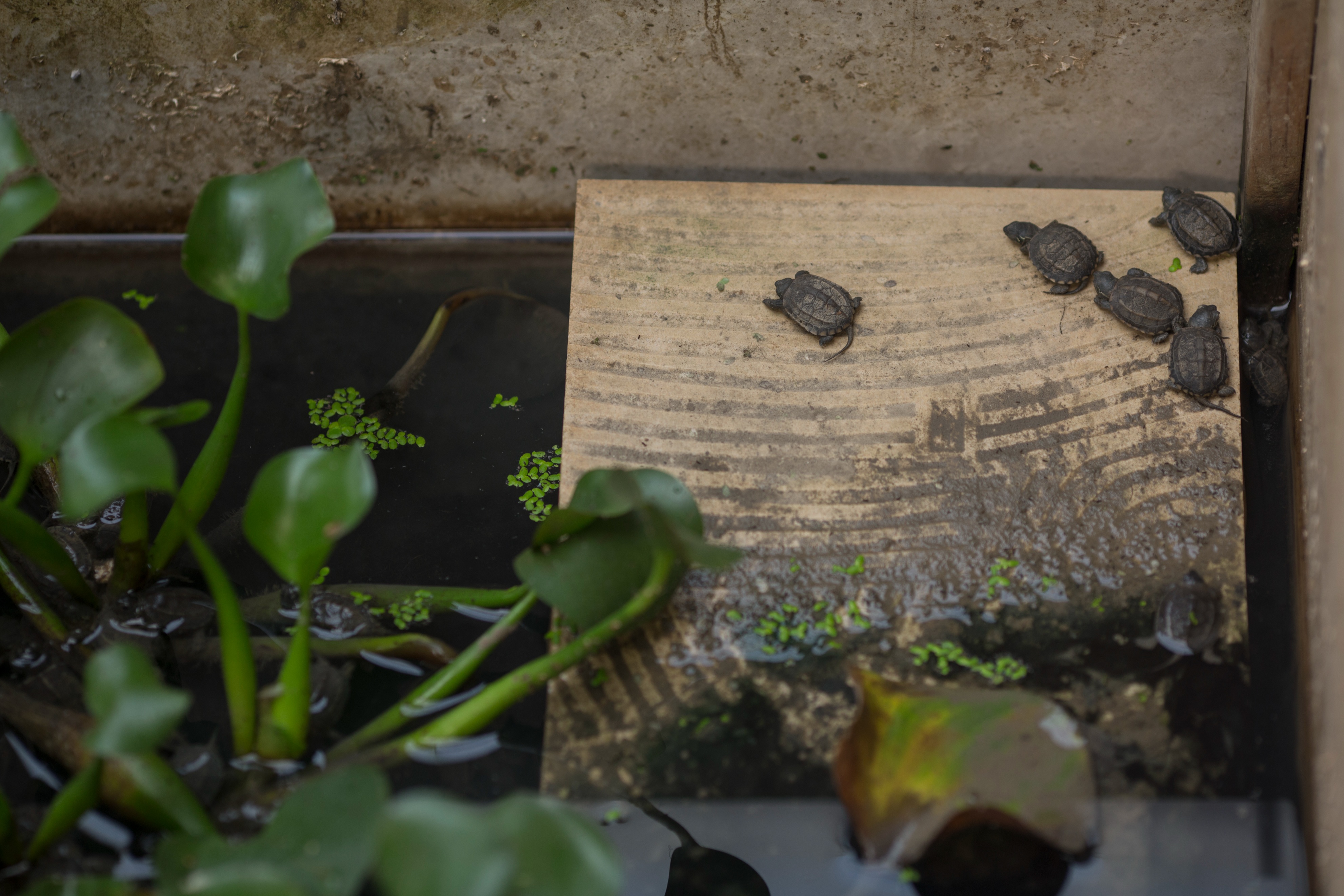 龟应激腐皮如何治疗,乌龟应激是否会腐皮腐甲