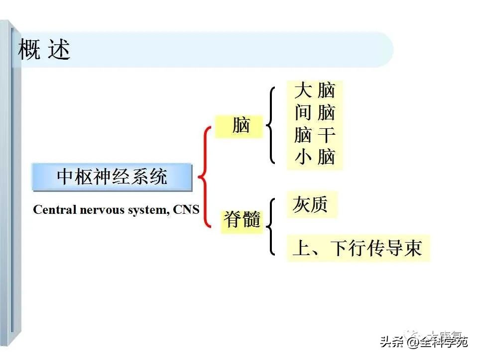 神经系统的影像与解剖定位,最全神经解剖图