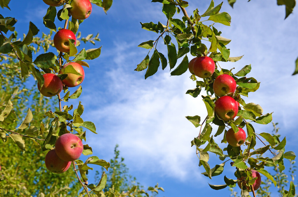 什么水果热量低适合减肥吃3-4个,四种夏日必吃的水果有减肥的作用