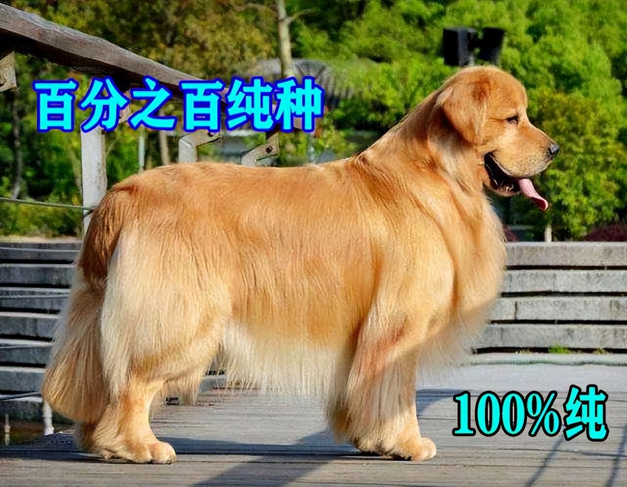 买金毛犬，要牢记这5点，轻松辨别“假金毛”，以后别买错