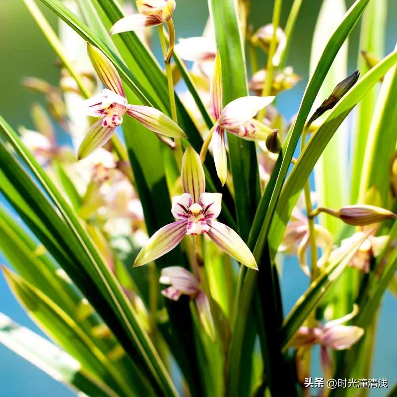 花中四君子之一兰花,兰花花草欣赏
