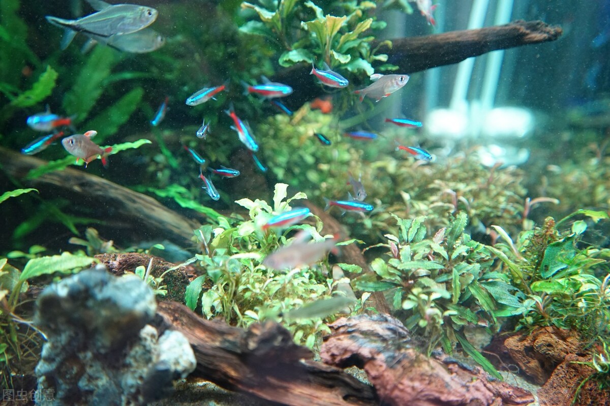 生物性白浊,生物性白浊怎么处理