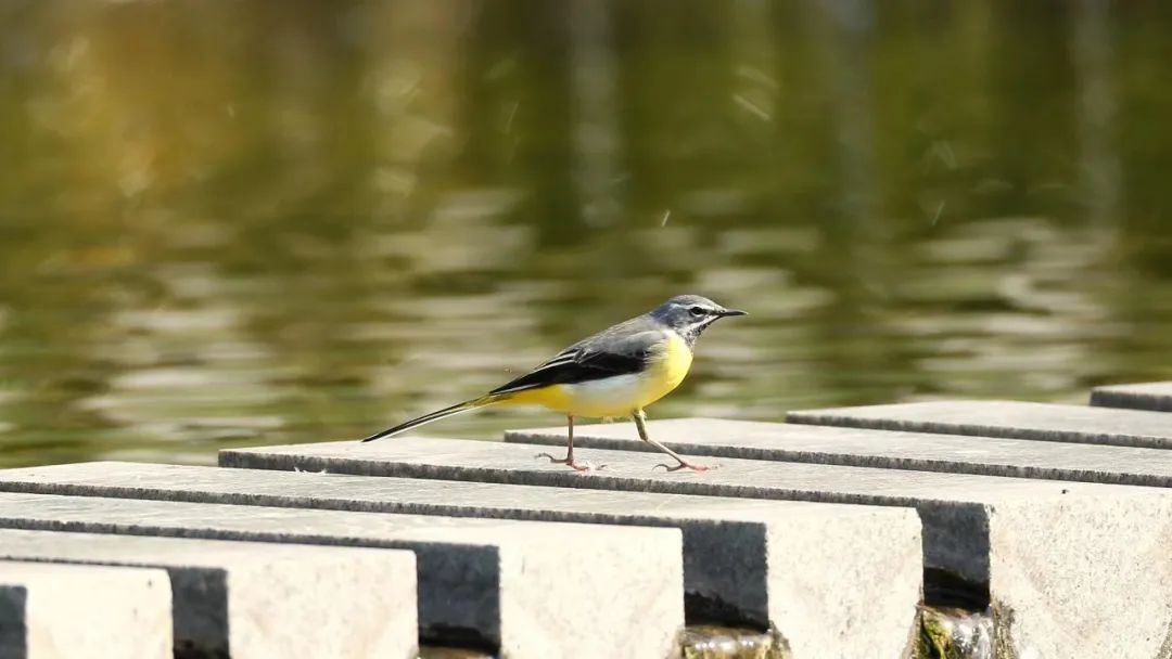 师大寻鸟记，这些小可爱，你都见过吗？