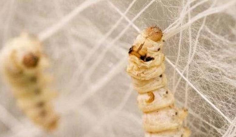 人生的第一个副业！你小时候养过吗？