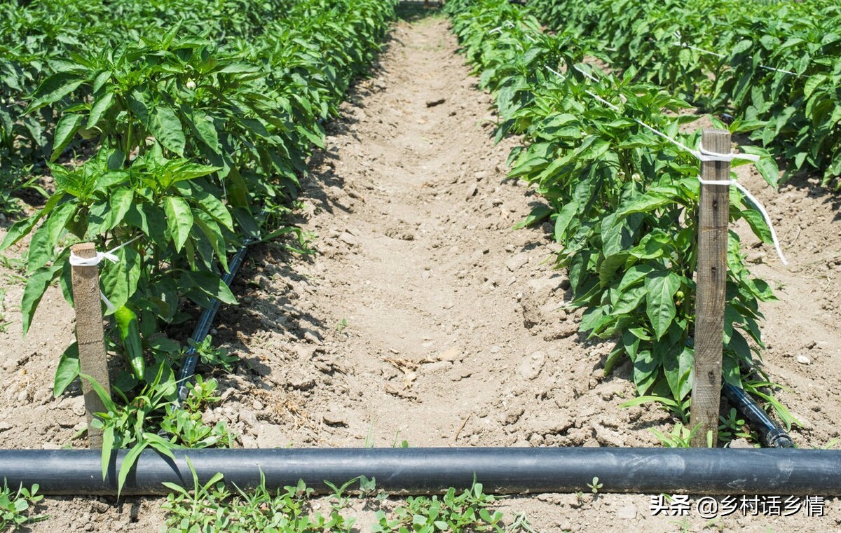 家庭种菜用什么药防虫,在家种菜防虫配方